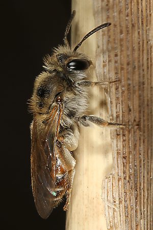Andrena ventralis, W, an Stengel (3)