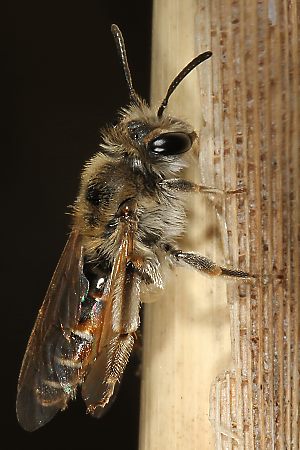 Andrena ventralis, W, an Stengel (4)
