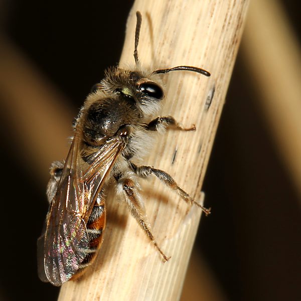 Andrena ventralis, W