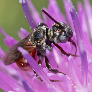 Ammobates vinctus, W