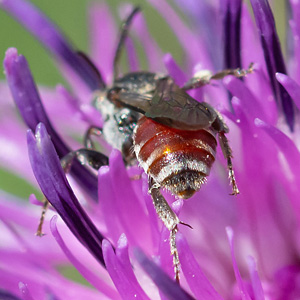 Sandg&auml;ngerbiene Ammobates vinctus, W