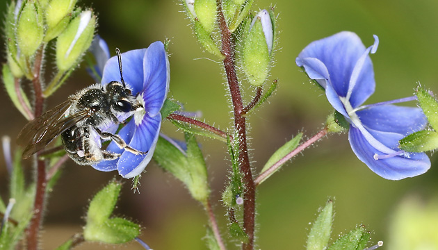 Andrena viridescens, W Andrena viridescens, W
