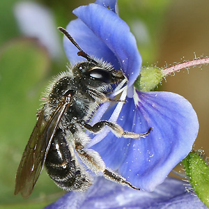 Andrena viridescens, W Andrena viridescens, W