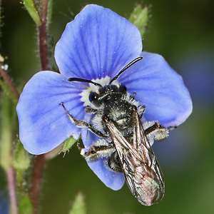 Andrena viridescens, W Andrena viridescens, W