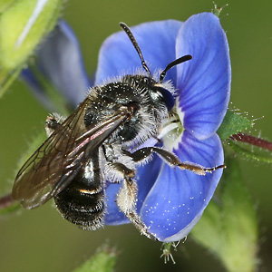 Andrena viridescens, W Andrena viridescens, W
