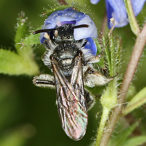 Andrena viridescens, W Andrena viridescens, W