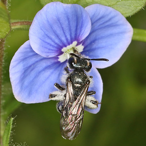 Andrena viridescens, W Andrena viridescens, W