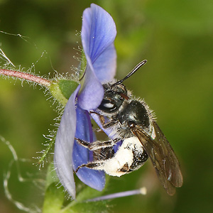 Andrena viridescens, W Andrena viridescens, W