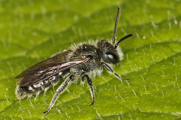 Andrena viridescens, M Andrena viridescens, M