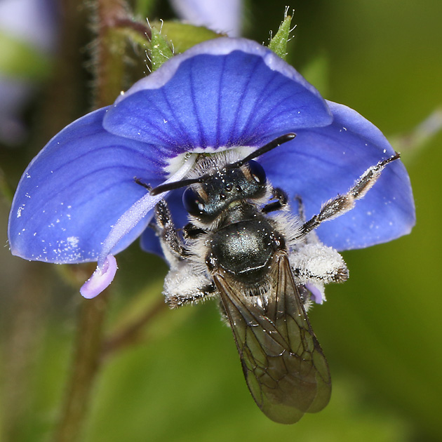 Andrena viridescens, W Andrena viridescens, W