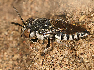 Coelioxys inermis (17.7.2018, Nix) Kegelbiene Coelioxys afra