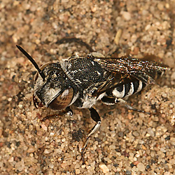 Kegelbiene: Coelioxys afra, W