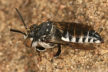 Kegelbiene: Coelioxys afra, W