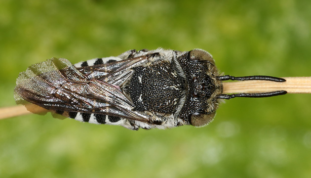 Coelioxys afra, W