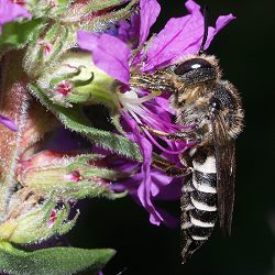 Kegelbiene: vermutlich Coelioxys aurolimbata, W Kegelbiene: vermutlich Coelioxys aurolimbata, W