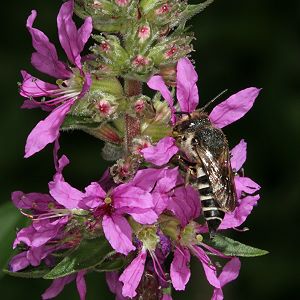 Kegelbiene: vermutlich Coelioxys aurolimbata, W