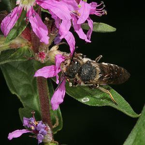 Kegelbiene: vermutlich Coelioxys aurolimbata, W