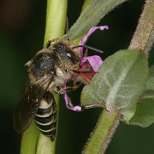 Kegelbiene: vermutlich Coelioxys aurolimbata, W