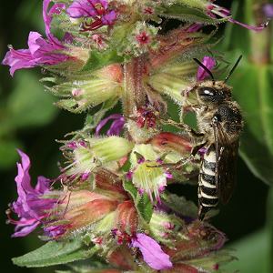 Kegelbiene: vermutlich Coelioxys aurolimbata, W
