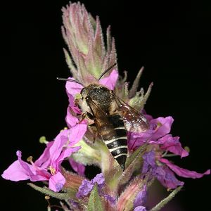 Kegelbiene: vermutlich Coelioxys aurolimbata, W