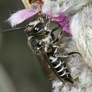 Kegelbiene: vermutlich Coelioxys aurolimbata, W