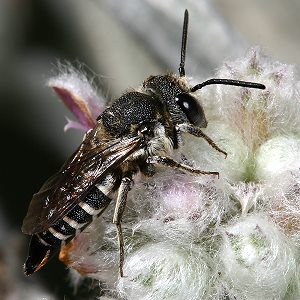 Coelioxys aurolimbata (?), W an Stachys byzantina