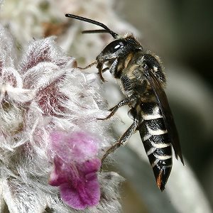 Kegelbiene: vermutlich Coelioxys aurolimbata, W
