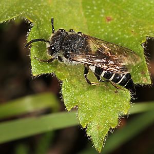 Coelioxys aurolimbata (?), W
