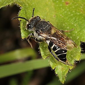 Coelioxys aurolimbata (?), W