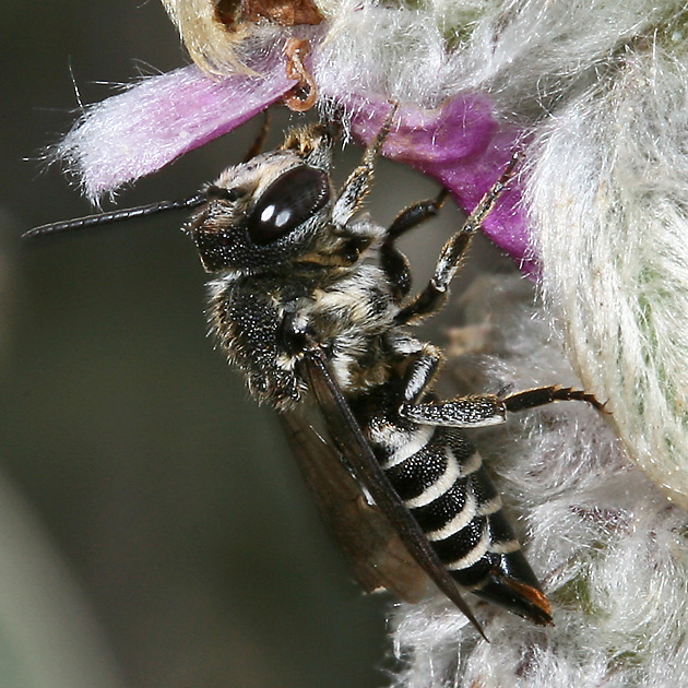 Coelioxys aurolimbata, W