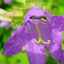 Kleine Glockenblumen-Scherenbiene (Chelostoma campanularum), W Kleine Glockenblumen-Scherenbiene (Chelostoma campanularum), W