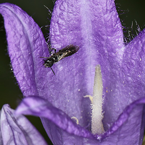 Chelostoma campanularum Chelostoma campanularum