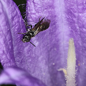 Chelostoma campanularum Chelostoma campanularum