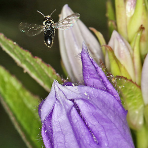Chelostoma campanularum Chelostoma campanularum