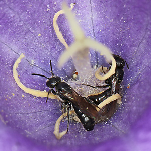 Chelostoma campanularum Chelostoma campanularum