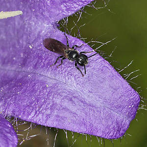 Chelostoma campanularum Chelostoma campanularum