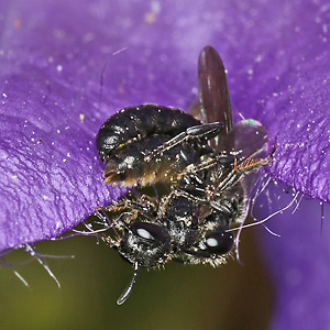 Chelostoma campanularum Chelostoma campanularum