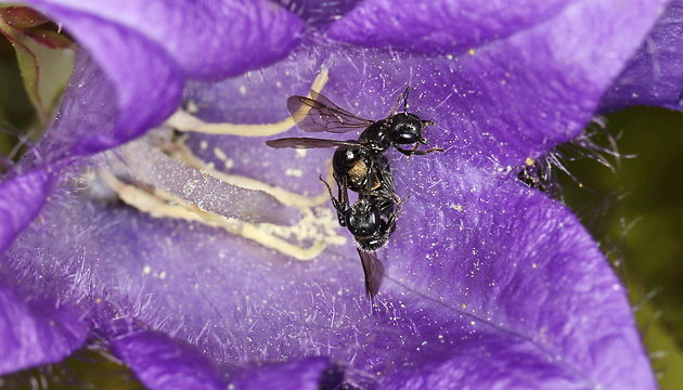 Chelostoma campanularum Chelostoma campanularum