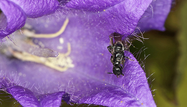 Chelostoma campanularum Chelostoma campanularum