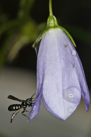 Chelostoma campanularum (30.6.2026) Chelostoma campanularum
