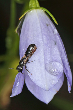 Chelostoma campanularum (30.6.2026) Chelostoma campanularum