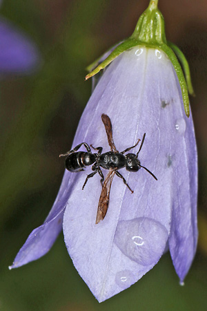 Chelostoma campanularum (30.6.2026) Chelostoma campanularum