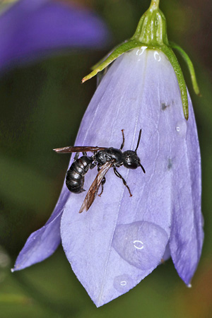 Chelostoma campanularum (30.6.2026) Chelostoma campanularum