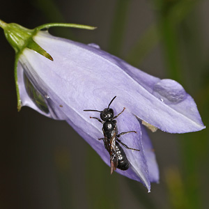 Chelostoma campanularum (30.6.2026) Chelostoma campanularum