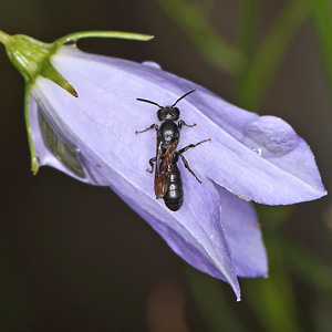 Chelostoma campanularum (30.6.2026) Chelostoma campanularum