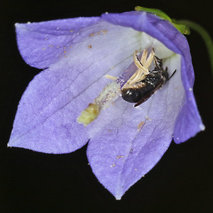 Chelostoma campanularum (30.6.2026) Chelostoma campanularum