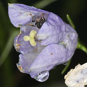 Chelostoma campanularum (30.6.2026) Chelostoma campanularum