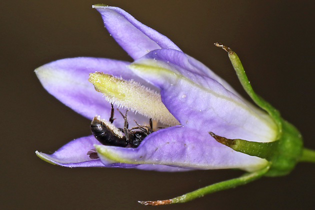 Chelostoma campanularum (30.6.2026) Chelostoma campanularum