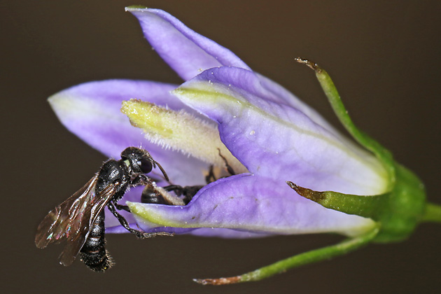 Chelostoma campanularum (30.6.2026) Chelostoma campanularum