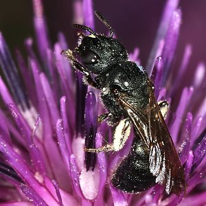 Ceratina chalybea, W Ceratina chalybea, W